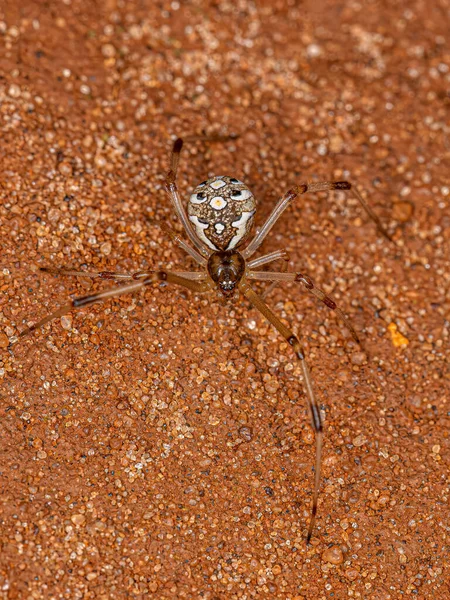 Γυναίκα Adult Brown Widow Spider Του Είδους Latrodectus Geometricus — Φωτογραφία Αρχείου
