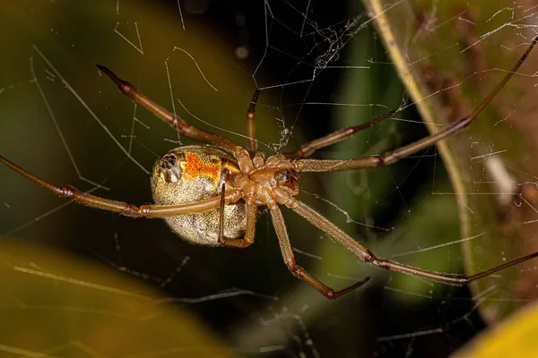 Female Adult Brown Widow Spider Species Latrodectus Geometricus — ストック写真