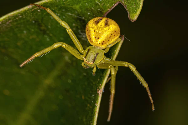 Pequena Aranha Caranguejo Fêmea Gênero Misumenops — Fotografia de Stock