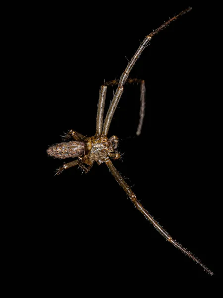 Araignée Crabe Mâle Adulte Genre Tmarus — Photo