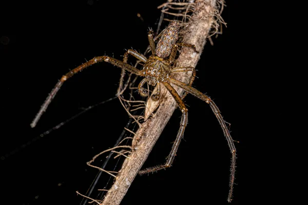 Araignée Crabe Mâle Adulte Genre Tmarus — Photo