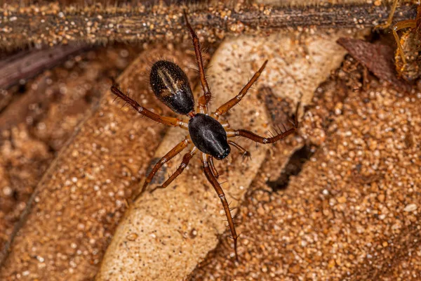 Malý Mravenec Napodobující Sac Pavouka Druhu Falconina Gracilis — Stock fotografie