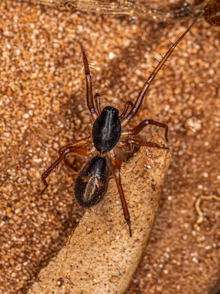 Malý Mravenec Napodobující Sac Pavouka Druhu Falconina Gracilis — Stock fotografie