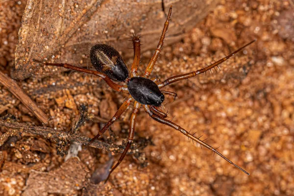 小蚂蚁模仿金丝雀科的Sac Spider — 图库照片