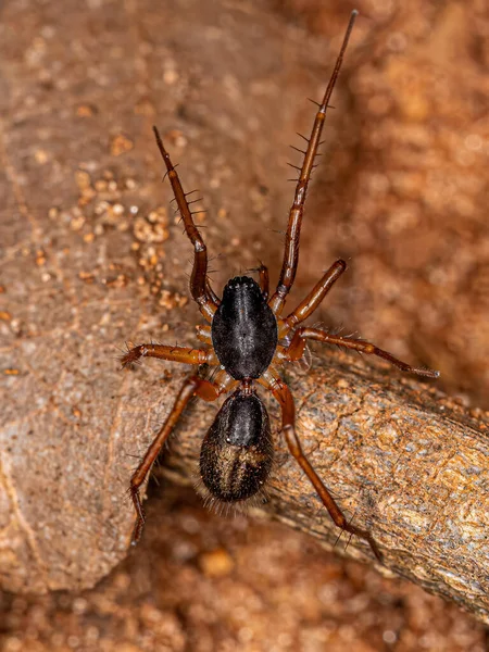 Küçük Karınca Falconina Gracilis Türünün Örümceğini Taklit Eder — Stok fotoğraf