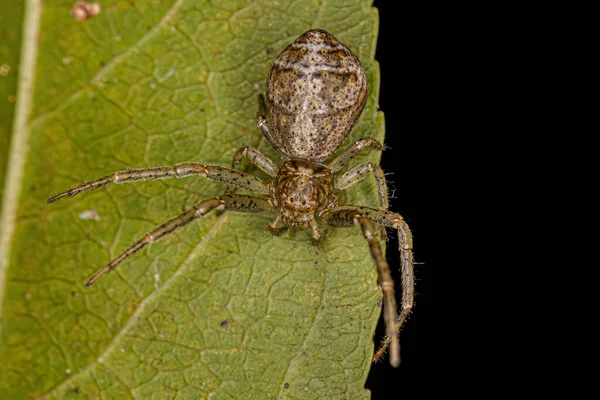Tmarus Cinsinden Yetişkin Dişi Ahtapot Yengeç Örümceği — Stok fotoğraf