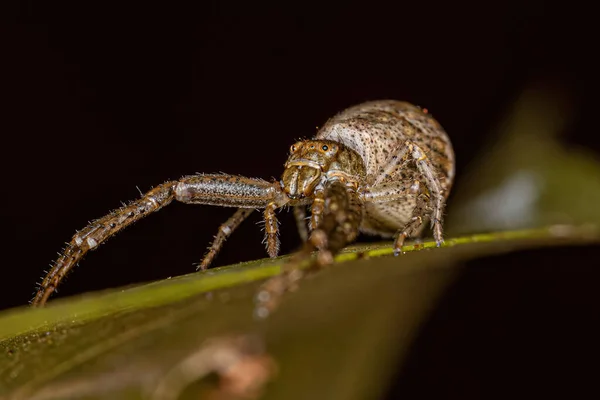 Tmarus Cinsinden Yetişkin Dişi Ahtapot Yengeç Örümceği — Stok fotoğraf