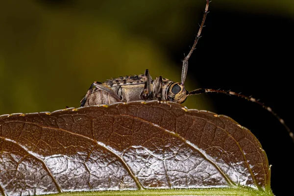 Yetişkin Uzun Boynuzlu Böcek Türü Pentheochaetes Mysticus — Stok fotoğraf