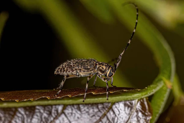 Escarabajo Longhorn Adulto Especie Pentheochaetes Mysticus —  Fotos de Stock