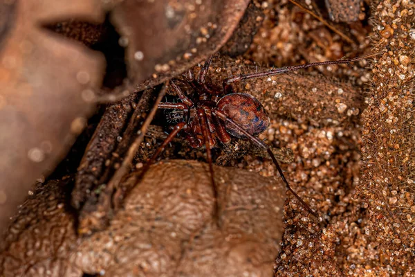 Dorosły Zodariid Spider Rodzaju Leprolochus — Zdjęcie stockowe