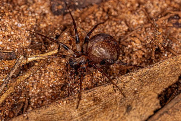 Leprolochus Cinsinden Yetişkin Zodariid Örümceği — Stok fotoğraf