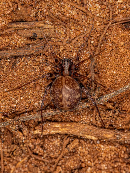 Ενηλίκων Zodariid Spider Genus Leprolochus — Φωτογραφία Αρχείου