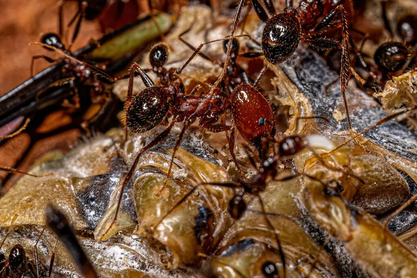Ausgewachsene Weibchen Der Gattung Pheidole Machen Jagd Auf Eine Zikade — Stockfoto