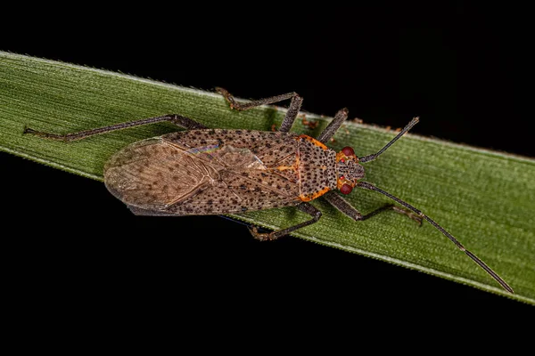 Ενηλίκων Soapberry Bug Του Genus Jadera — Φωτογραφία Αρχείου