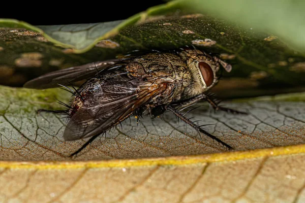 Adulte Borstenfliege Der Gattung Peleteria — Stockfoto