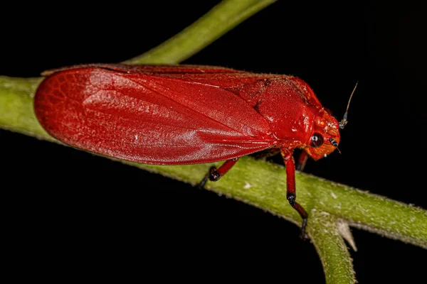 Cercopidae Ailesinin Yetişkin Kırmızı Kurbağa Böceği — Stok fotoğraf
