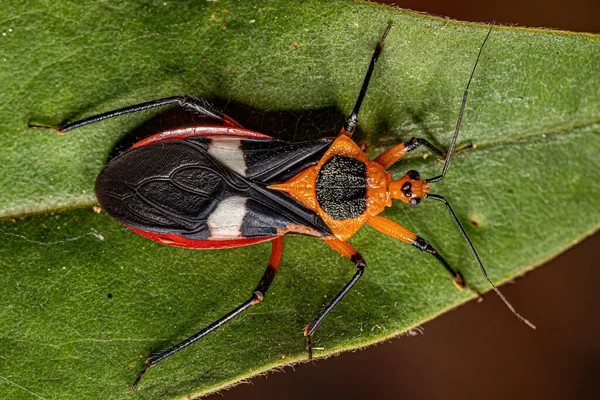 Adult Assassin Bug Van Soort Neivacoris Neivai — Stockfoto