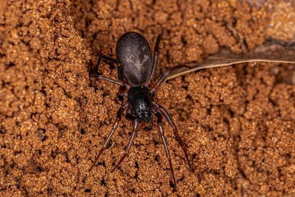 Yetişkin Dişi Karınca Falconina Gracilis Türünün Örümceğini Taklit Ediyor — Stok fotoğraf