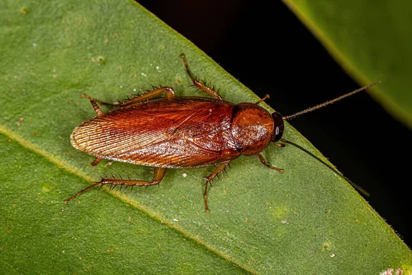 Ectobiidae Ailesinin Yetişkin Hamamböceği — Stok fotoğraf