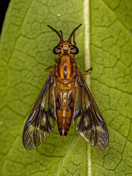 Adult Horse Fly Genus Chrysops — 图库照片