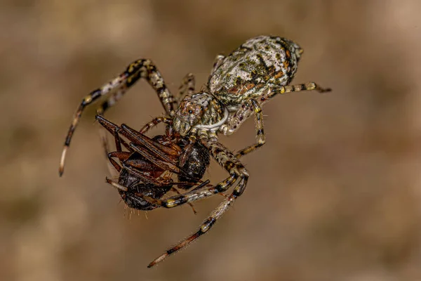 Adult Female Crab Spider Genus Titidius Preying Adult Female Carpenter — Stock Photo, Image