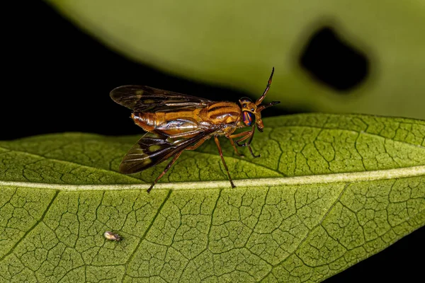 Adult Horse Fly Genus Chrysops — Stockfoto