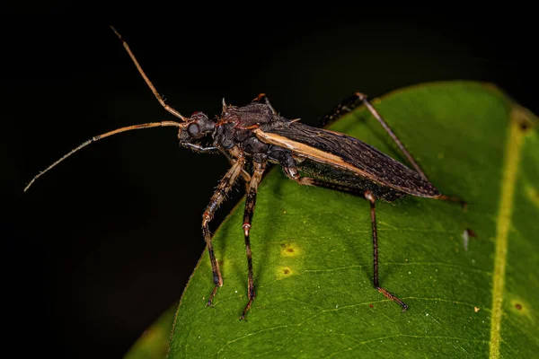 Adult Assassin Bug Del Género Zelurus —  Fotos de Stock