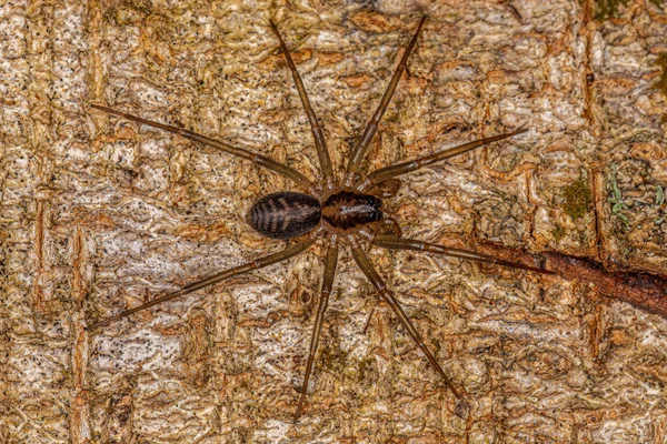Pequena Aranha Corinocóide Gênero Xeropigo — Fotografia de Stock