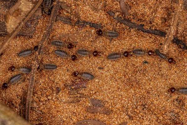 Dorosłe Wyższe Termity Rodzaju Ruptitermes — Zdjęcie stockowe
