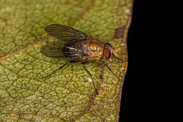 Vuxen Muscoid Flyga Familjen Muscidae — Stockfoto