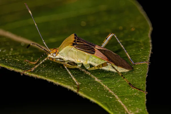 Bug Della Specie Hypselonotus Fulvus Dai Piedi Foglia Adulta — Foto Stock