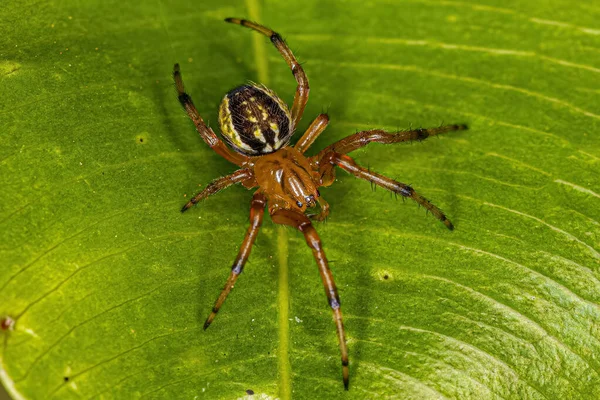 Pequena Aranha Orbweaver Família Araneidae — Fotografia de Stock