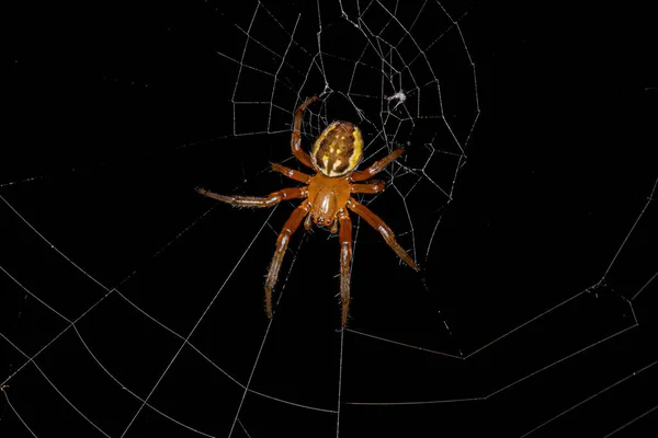 Piccoli Orbweaver Spider Della Famiglia Araneidae — Foto Stock