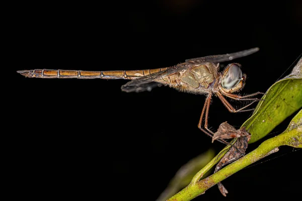果蝇科成虫的成虫夜间掠食昆虫 — 图库照片