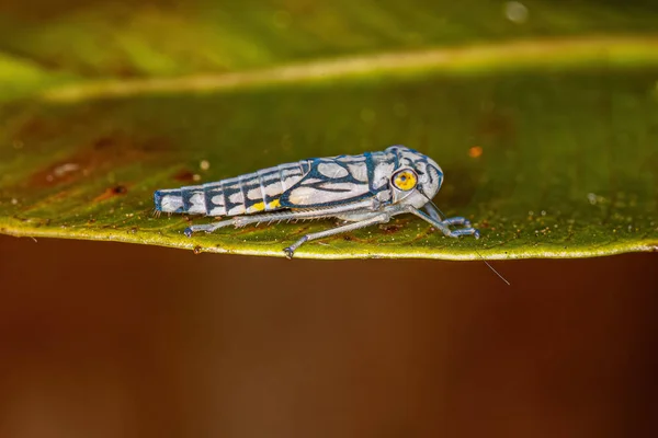 Pequena Ninfa Leafhopper Típica Família Cicadellidae — Fotografia de Stock
