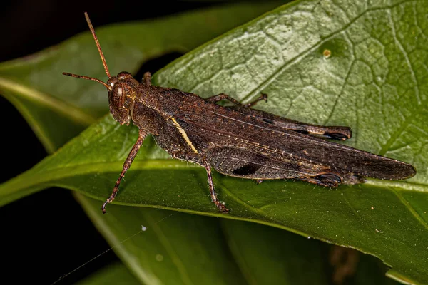 Adulto Grasshopper Chifres Curtos Tribo Abracrini — Fotografia de Stock