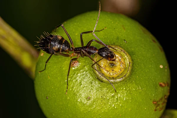 Camponotus Sexguttatus Türünün Yetişkin Dişi Altı Benekli Marangoz Karıncası — Stok fotoğraf