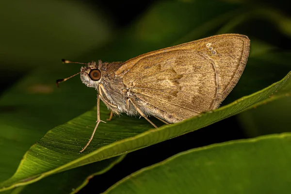 Dospělý Kapitán Motýl Rodiny Hesperiidae — Stock fotografie