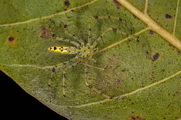 Schaenicoscelis属的成年雌性山猫蜘蛛 — 图库照片