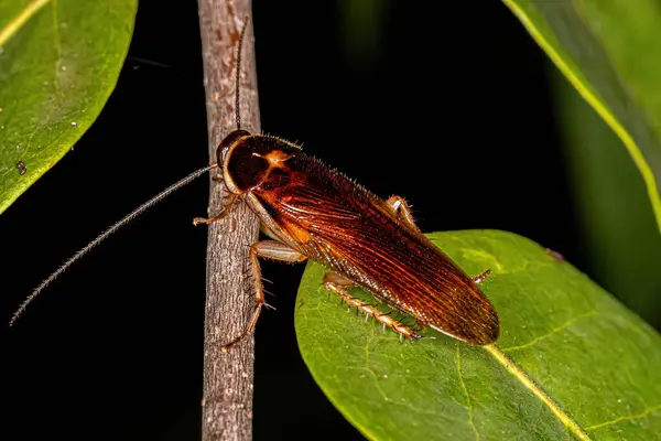 Ectobiidae Ailesinin Yetişkin Hamamböceği — Stok fotoğraf