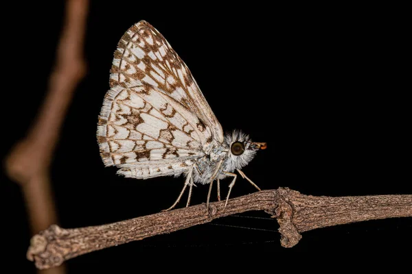 Dospělý Orcus Kostkovaný Kapitán Moth Hmyz Druhu Burnsius Orcus — Stock fotografie