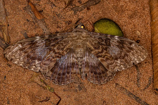 Ενηλίκων Moth Insect Genus Letis — Φωτογραφία Αρχείου