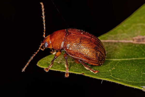 Escarabajo Hoja Adulto Subfamilia Eumolpinae —  Fotos de Stock