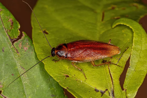 Ενηλίκων Wood Κατσαρίδα Της Οικογένειας Ectobiidae — Φωτογραφία Αρχείου