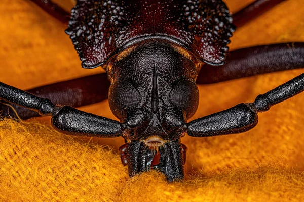 Escarabajo Priónido Gigante Adulto Del Género Ctenoscelis — Foto de Stock