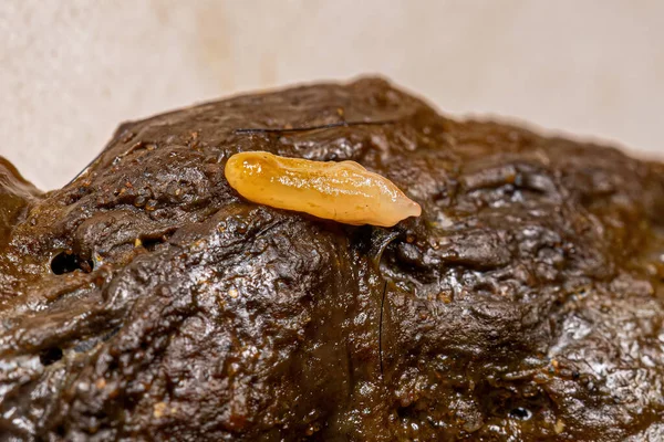 Pire Tapeworm Dipylidium caninum türünün proglottid 'i