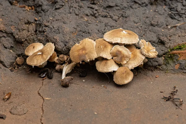 Pholiota属的花冠真菌蘑菇 — 图库照片
