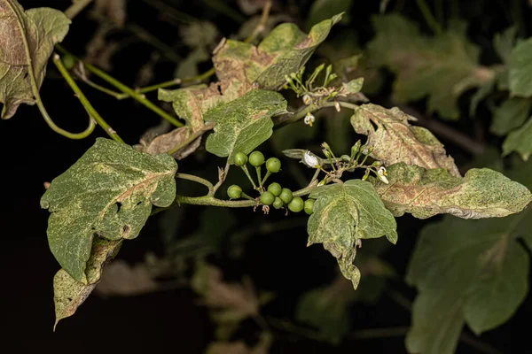 Flowering Plant Species Solanum Paniculatum Commonly Known Jurubeba Nightshade Common — Stock Photo, Image
