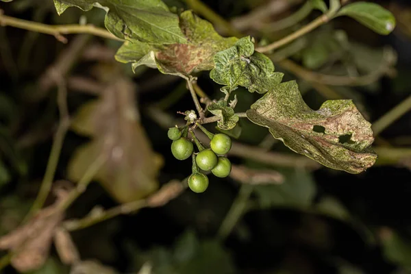 Flowering Plant Species Solanum Paniculatum Commonly Known Jurubeba Nightshade Common — Stock Photo, Image
