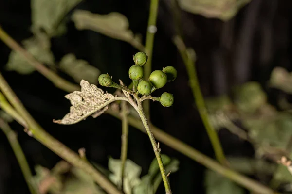 Plante Fleurs Espèce Solanum Paniculatum Communément Appelé Jurubeba Une Nuance — Photo